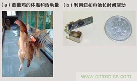 利用传感器测量鸡的体温及活动量从而检测禽流感