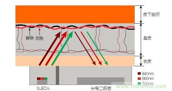反射光脉搏测量原理。传感器发出的光透过皮肤和组织，一部分被吸收，一部分被反射回检测器。因为动脉中的血流量随心脏的每次跳动会有所变化，因此光线被吸收的量以及检测器收到的信号强度也会随之发生改变。绿光可以在手腕处提供最佳结果，而红光和红外光一般用于手指测量。 8