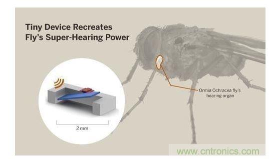 显示研究人员们经由这种寄生蝇的声音处理机制启发，开发出一款低功耗的麦克风组件。