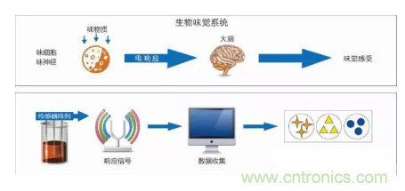 仿生传感器的定义、原理、分类及应用