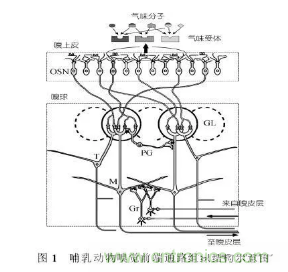 仿生传感器的定义、原理、分类及应用